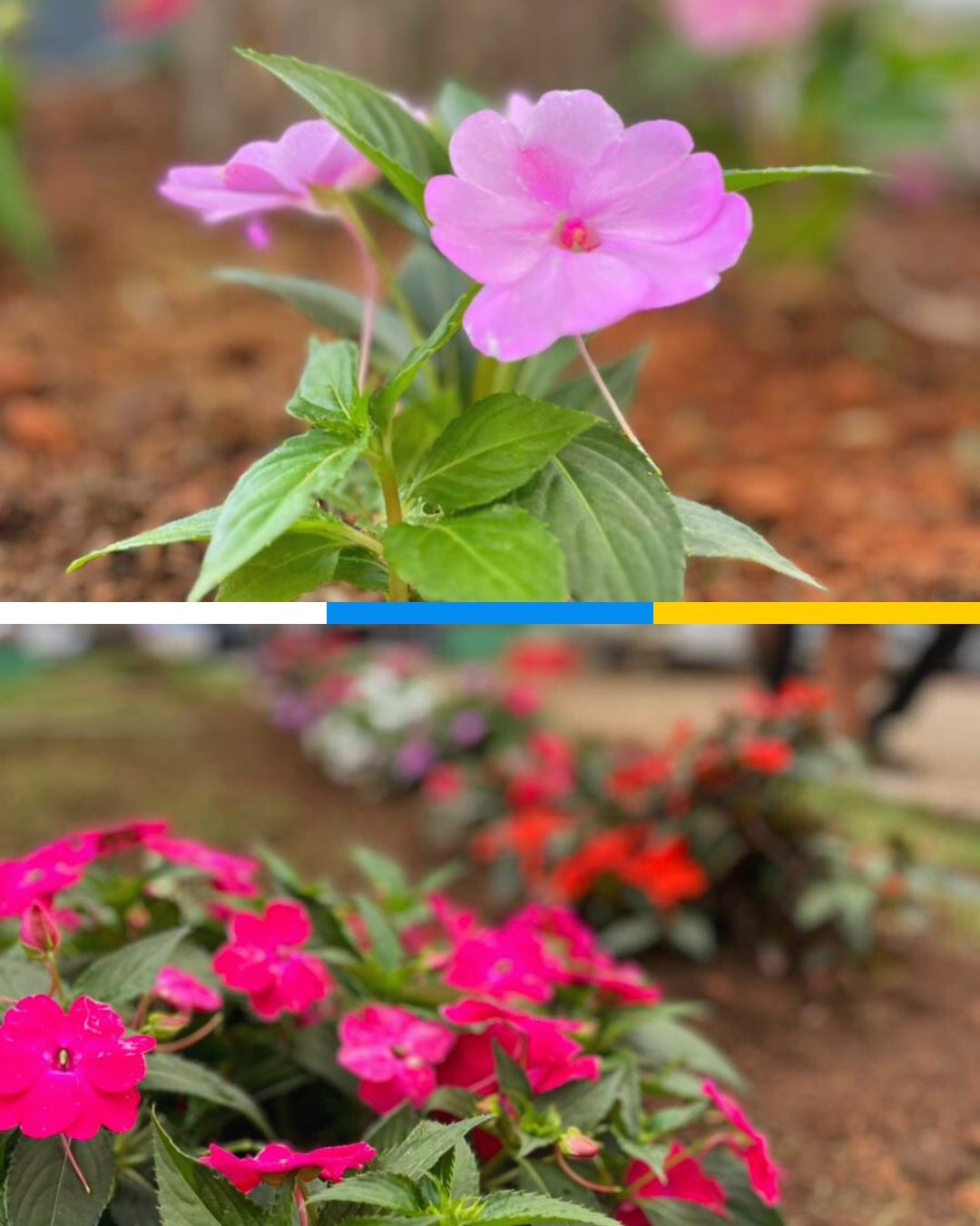 Foto: Reprodução/Prefeitura de Guaçuí - ES