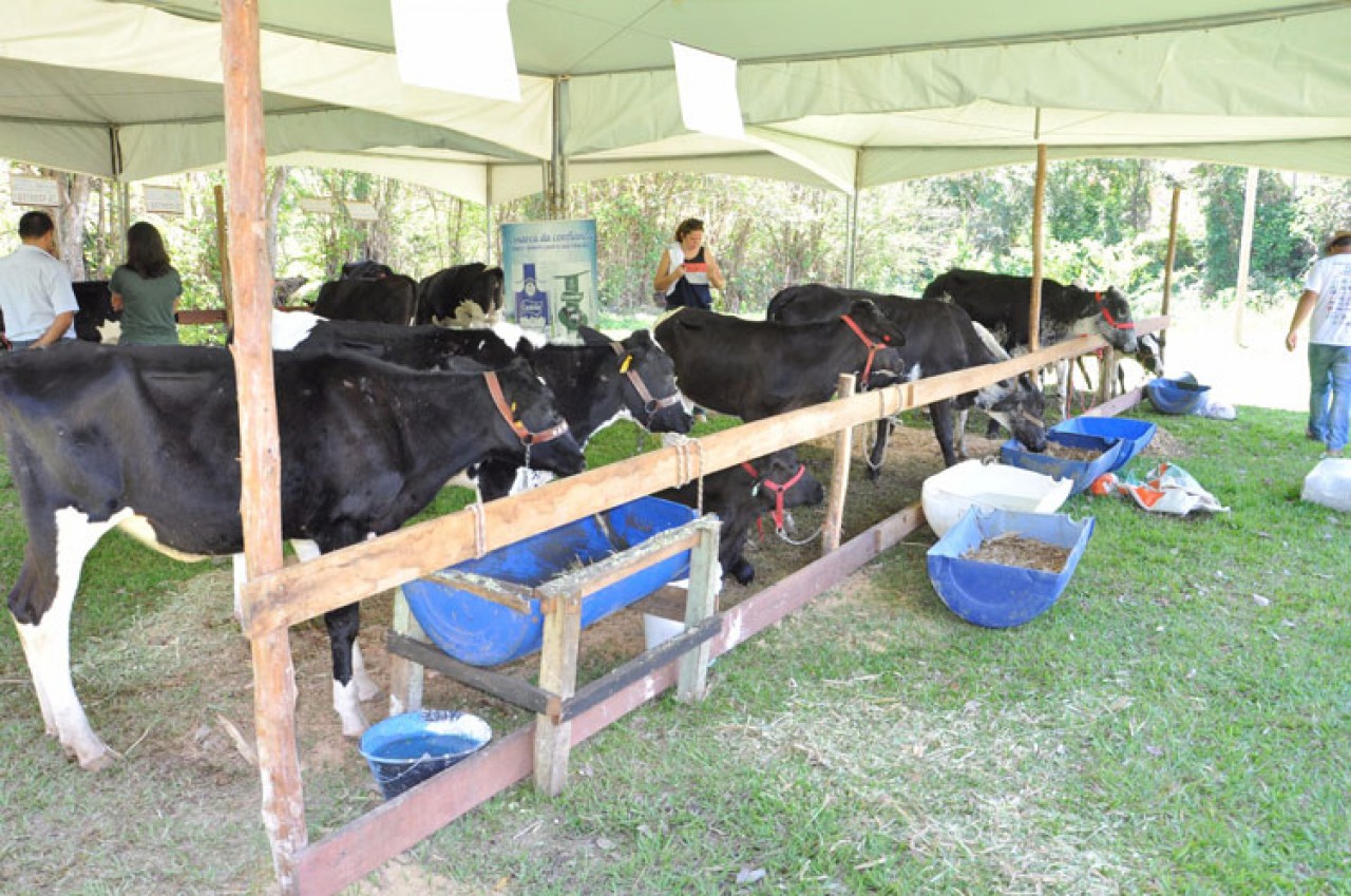 Encontro de produtores de Guaçuí teve julgamento de bezerras
