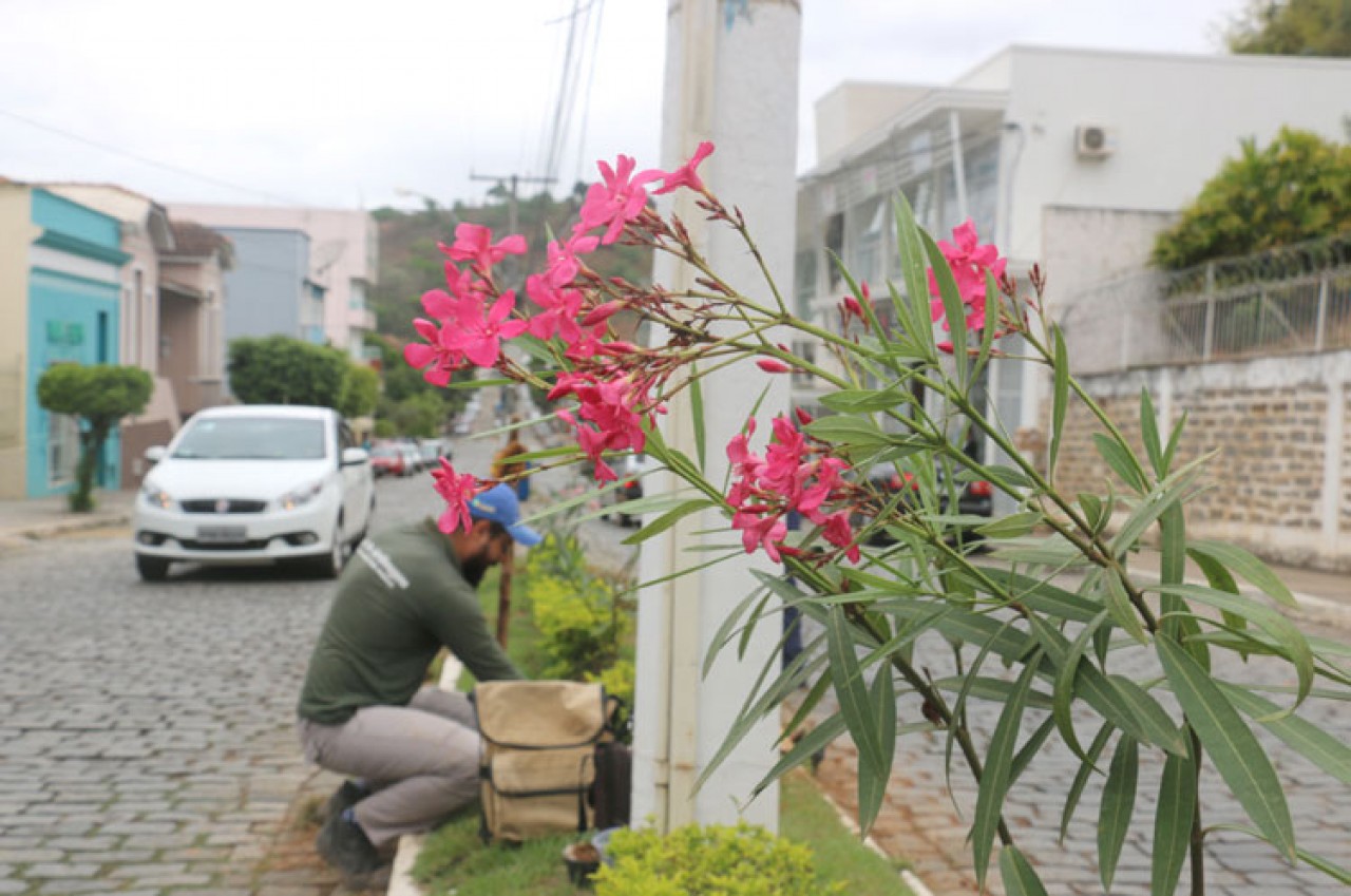 Plantas dão colorido especial a Avenida Espírito Santo