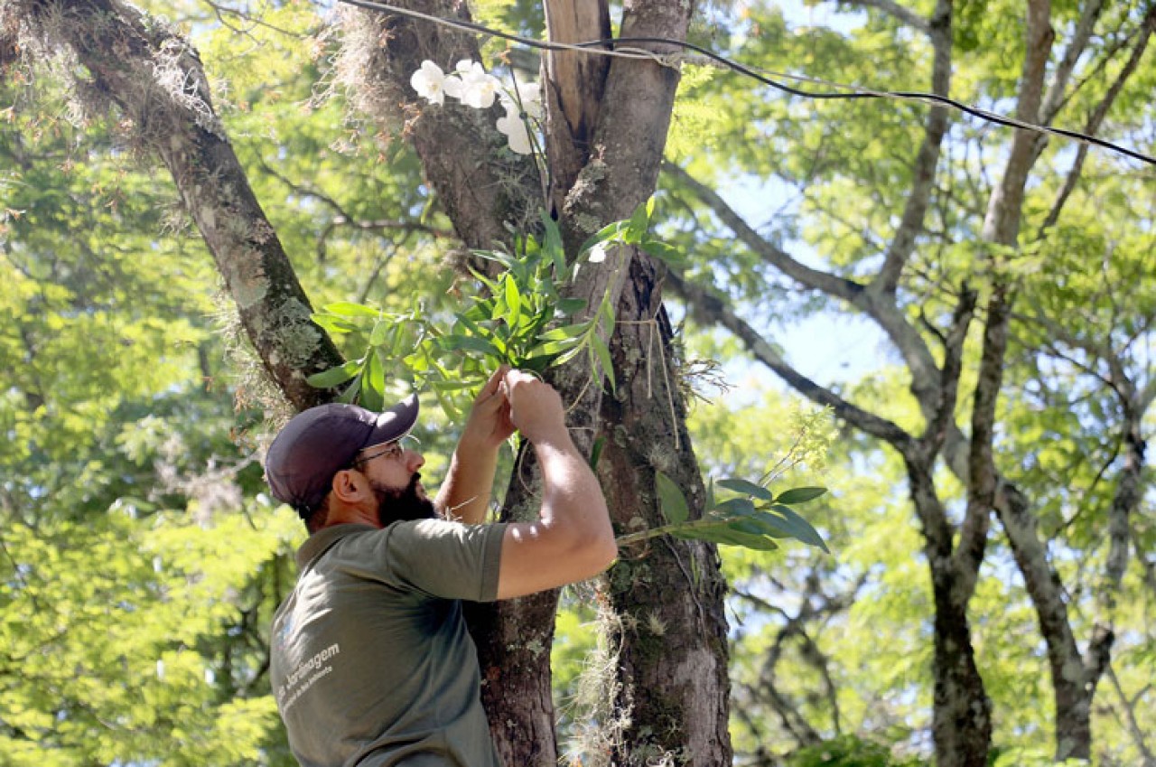 Projeto Orquídeas na Praça atinge a marca de 100 doações