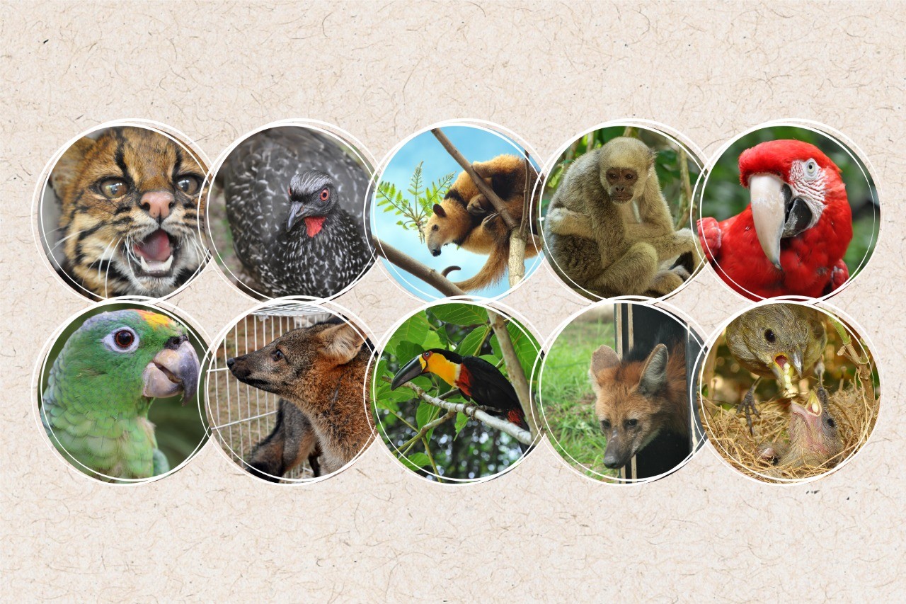 Ações de proteção à fauna silvestre marcarão Feira do Verde