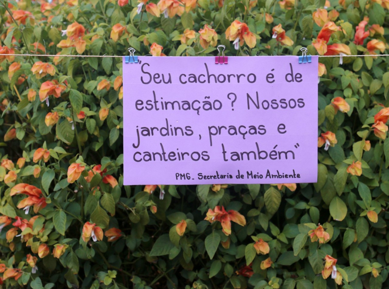 Meio Ambiente quer combater falta de educação de donos de cachorros