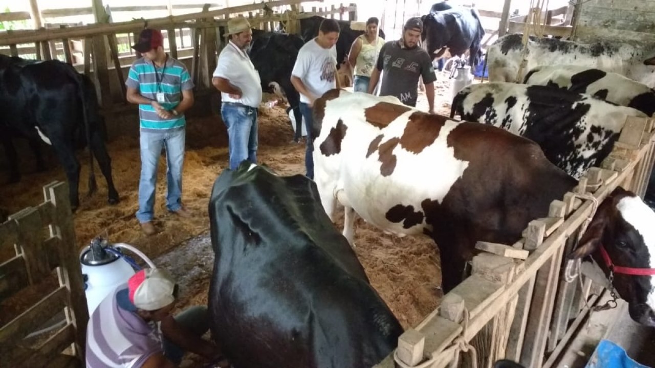 Comunidade de Três Contos realiza Concurso Leiteiro