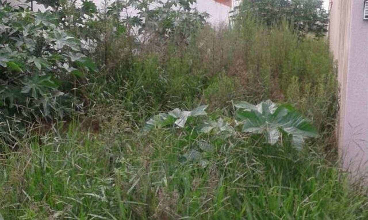 Prefeitura está notificando e multando donos de terrenos baldios