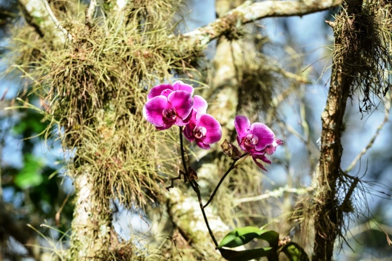 Orquídeas florescem na Praça João Acacinho em Guaçuí