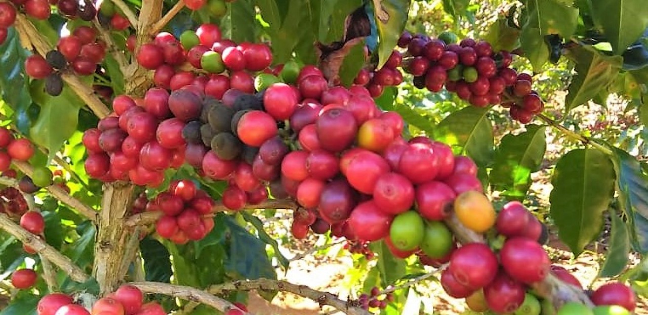 Agricultura de Guaçuí oferece assistência técnica a produtores durante todo o ano