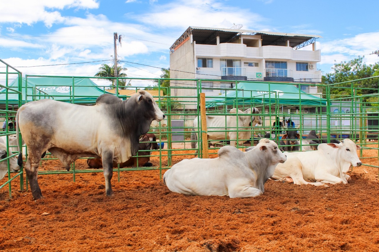 SECRETARIA DE AGRICULTURA REALIZA DIA DE NEGÓCIOS DA PECUÁRIA E DO CAFÉ DE GUAÇUÍ