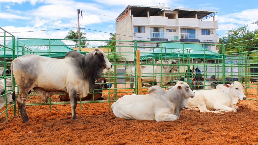 SECRETARIA DE AGRICULTURA REALIZA DIA DE NEGÓCIOS DA PECUÁRIA E DO CAFÉ DE GUAÇUÍ