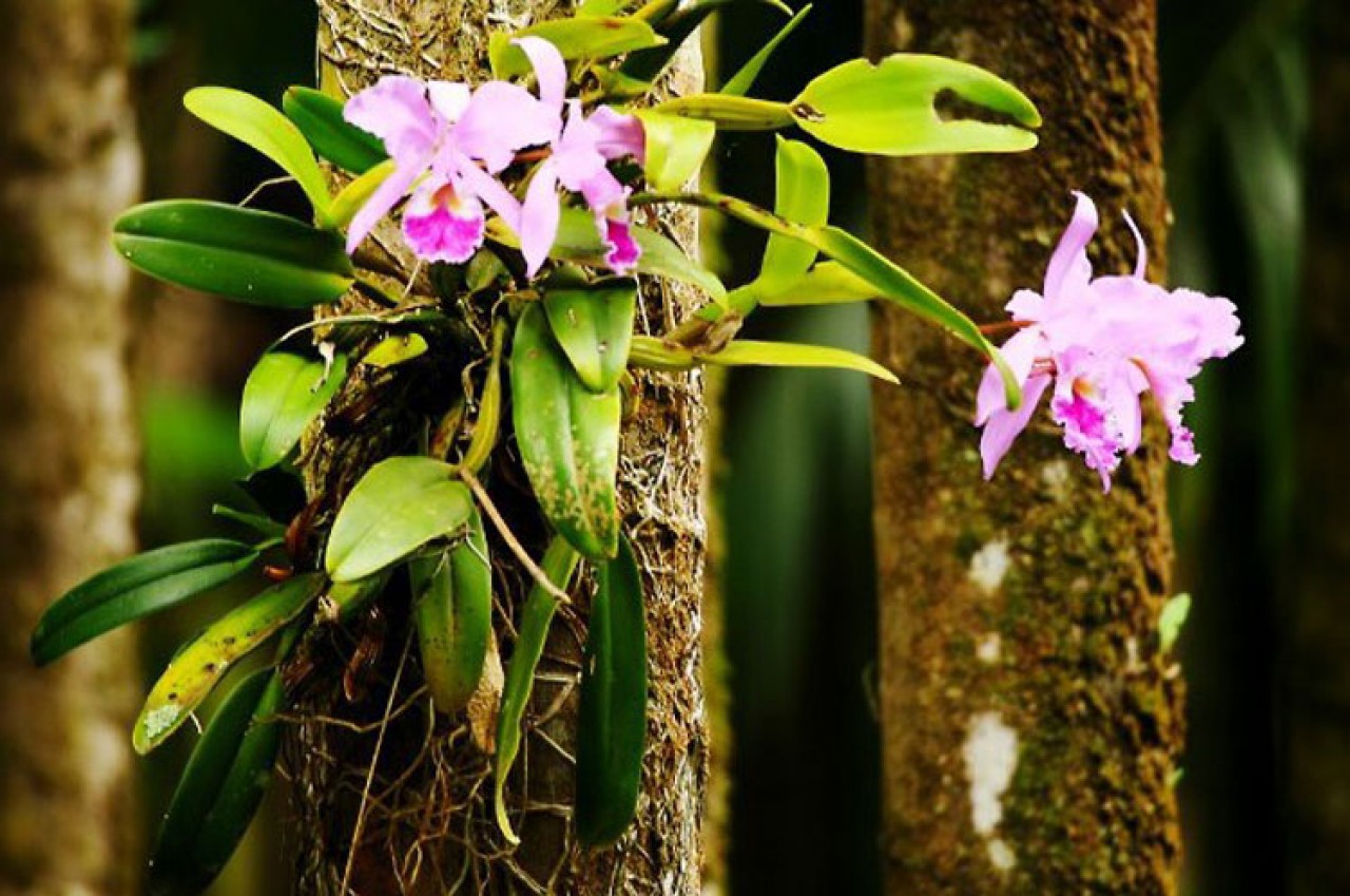Semmam realiza projeto “Orquídeas na Praça” nesta sexta