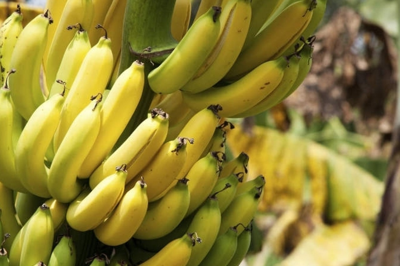 Festa da Banana começa na quinta-feira em São Miguel do Caparaó