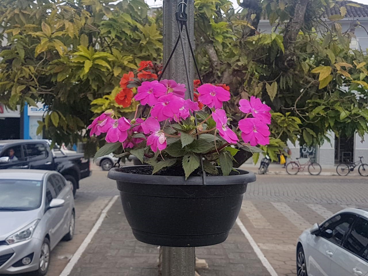 Flores dão colorido à praça no centro de Guaçuí