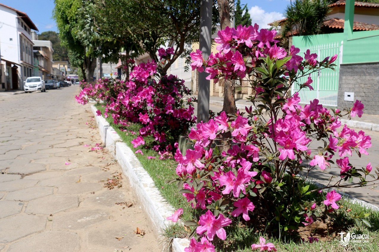Azaleias dão colorido especial para ruas de Guaçuí