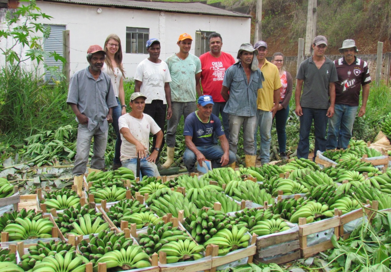 Produtores realizam venda conjunta de banana em Guaçuí