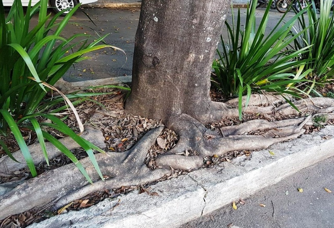 Raízes de árvores podem prejudicar infraestrutura da cidade