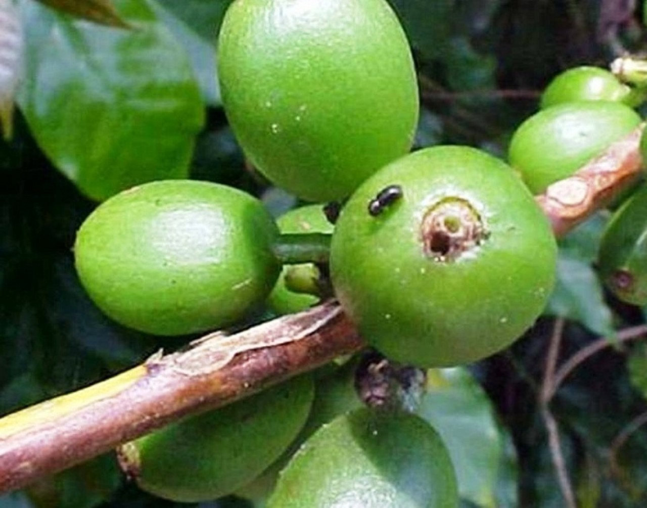 Garrafas pet serão usadas no controle da broca do café em Guaçuí