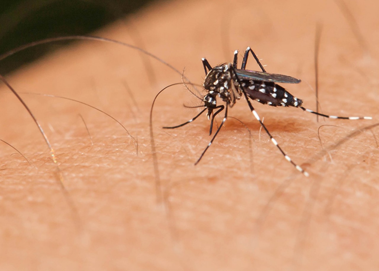 Em tempos de Coronavírus, dengue também pode matar