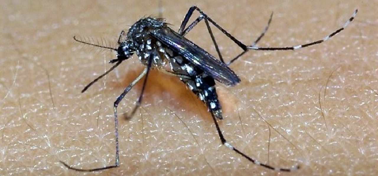 Guaçuí não apresenta notificações de doenças transmitidas pelo Aedes aegypti