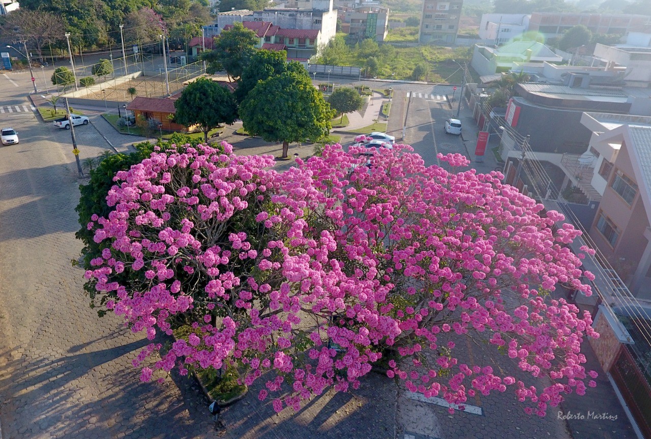 Espetáculo da natureza: o florescer dos ipês-rosa embeleza a Praça do Meio Ambiente