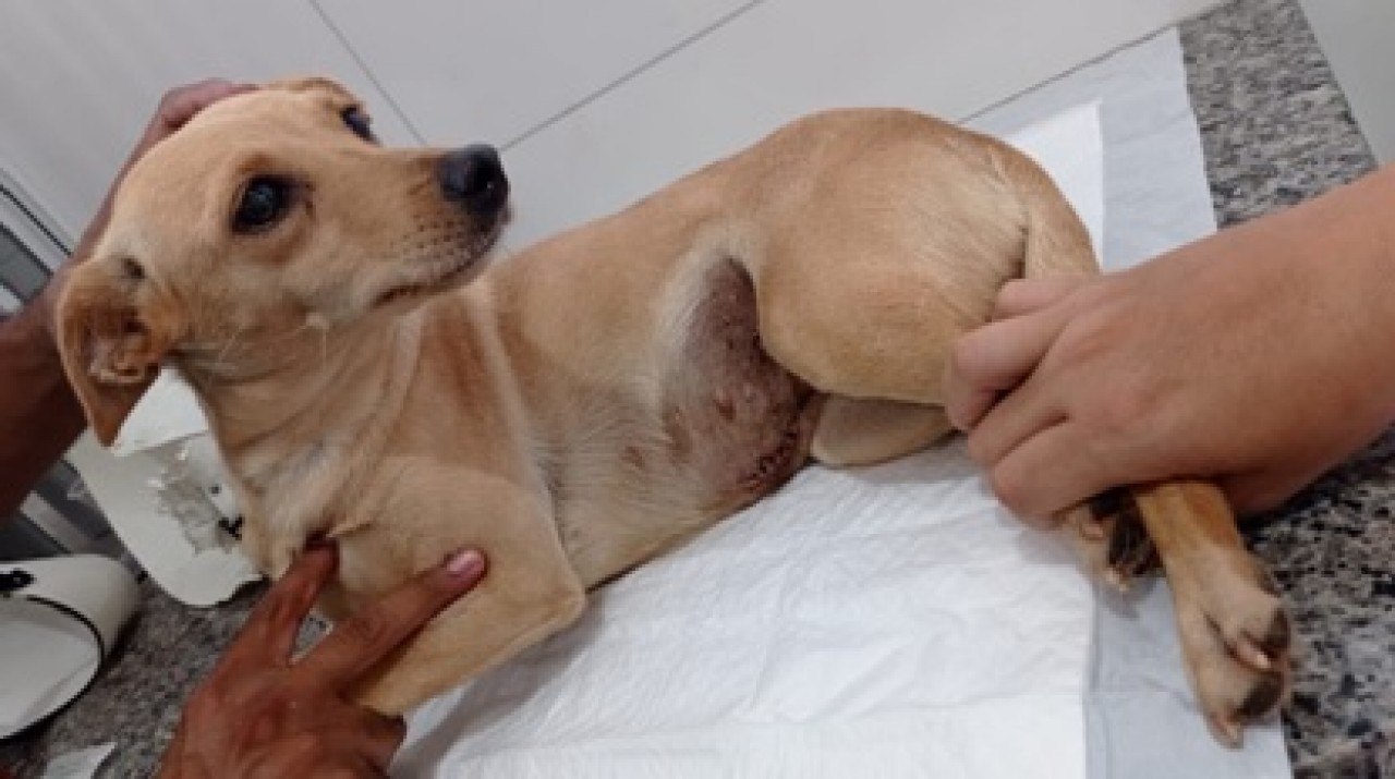 Cães que vivem nas ruas de Guaçuí são castrados