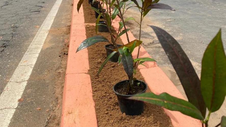 PORTAL REFLORESTAR PORTAL REFLORESTAR