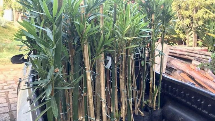 PORTAL REFLORESTAR PORTAL REFLORESTAR