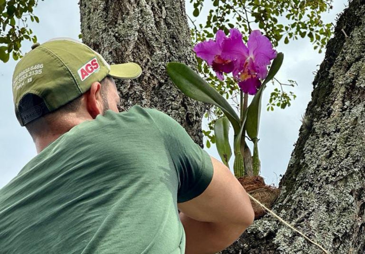 ORQUÍDEAS SÃO PLANTADAS NA PRAÇA DA BANDEIRA EM GUAÇUÍ ORQUÍDEAS SÃO PLANTADAS NA PRAÇA DA BANDEIRA EM GUAÇUÍ